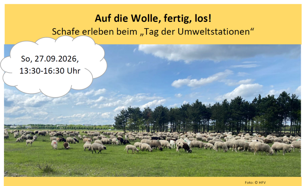 Auf die Wolle, fertig, los! – Schafe erleben beim „Tag der Umweltstationen“ · Bild 1