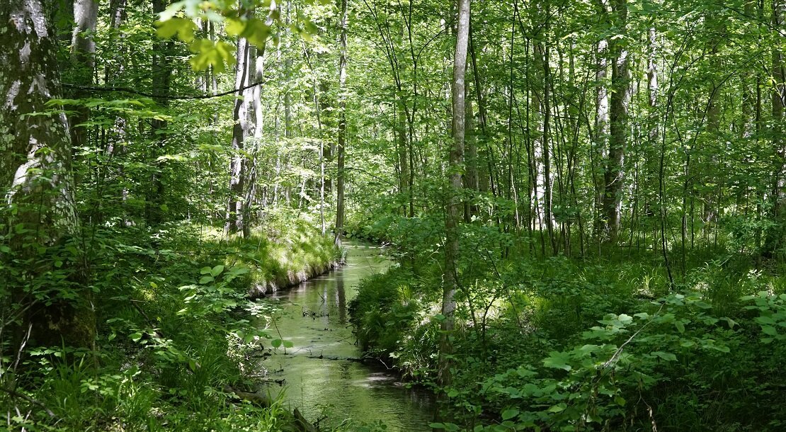 Der Exotenwald - Ein Ausflug in die Ferne · Bild 1