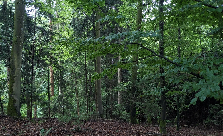 Shinrin Yoku/Waldbaden bei Grafing am 20.09.2026 · Bild 1