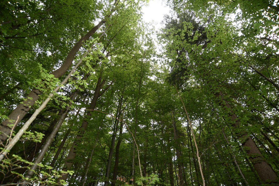 Waldcafé - Stadtwaldbäume im Klimawandel · Bild 1