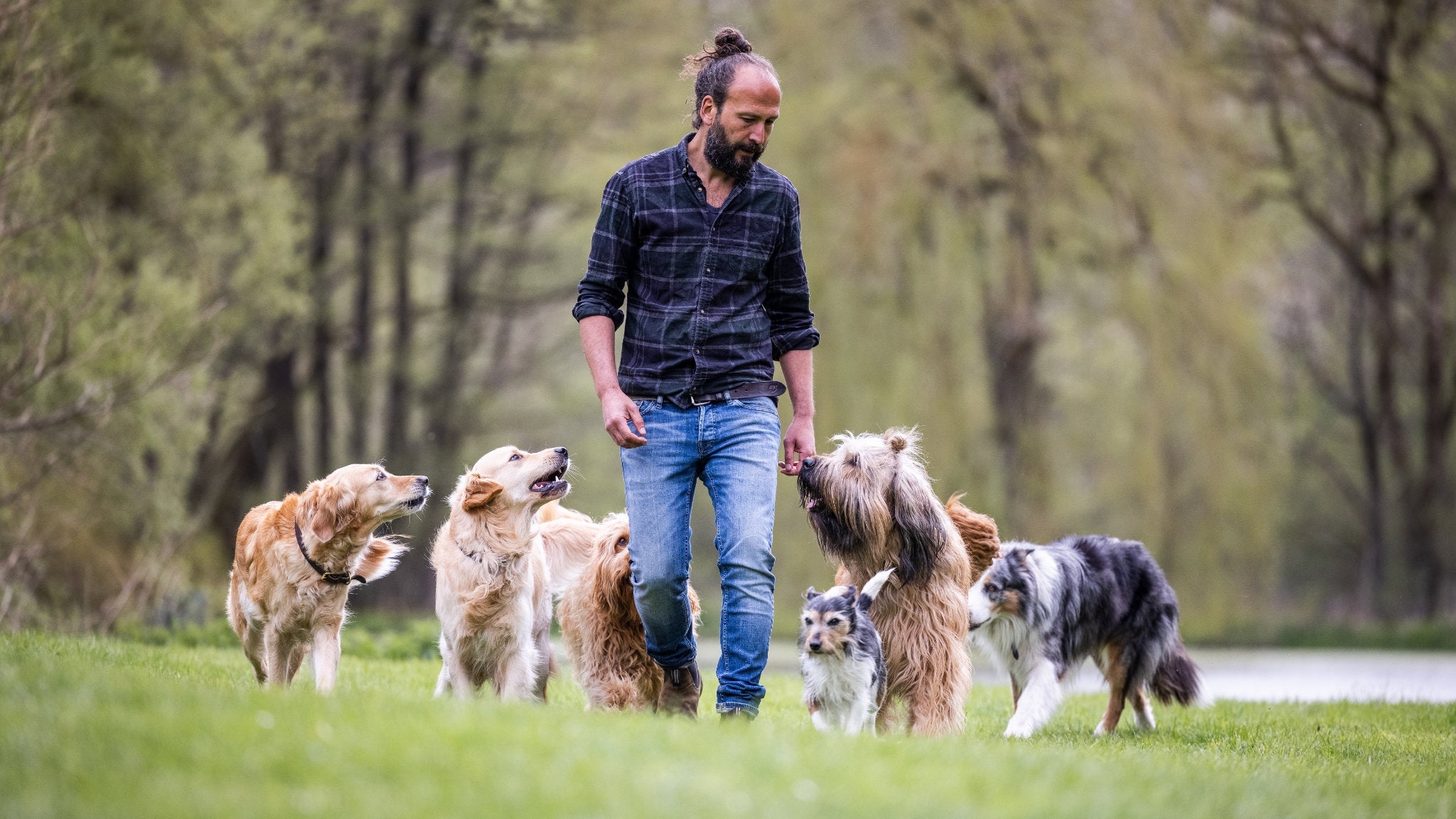 Sami El Ayachi - Der zugewandte Hund! · Bild 1