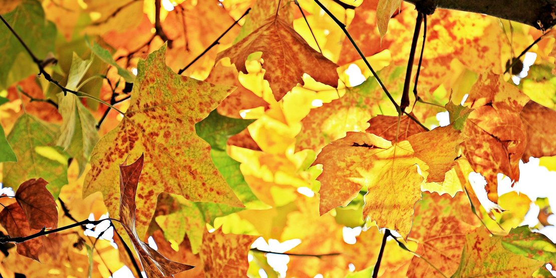 "Der Herbst trägt mehr Gold in den Taschen als alle anderen Jahresazeiten" · Bild 1