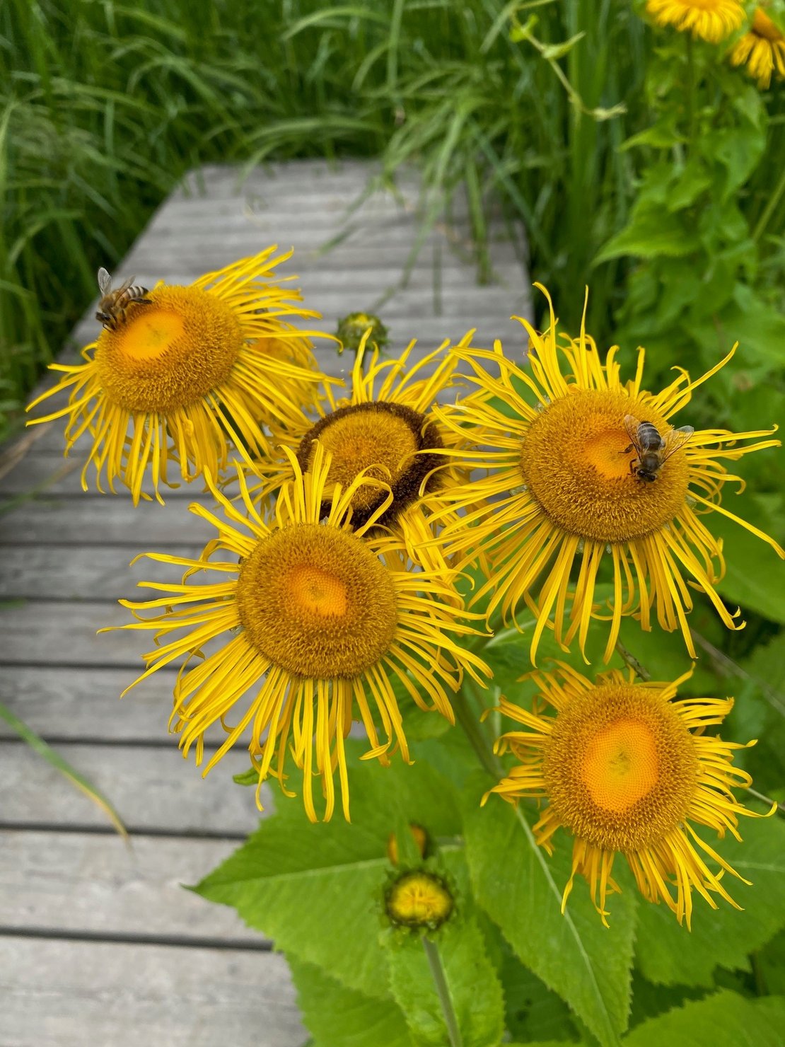 Wilde Vielfalt im Garten · Bild 1