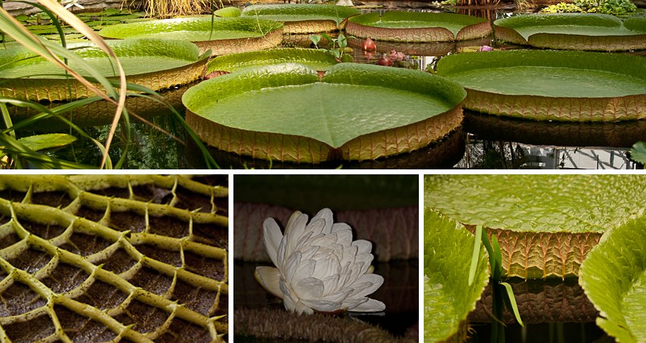 Victoria regia - Die Königin im Seerosenteich · Bild 1