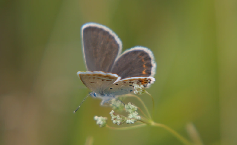 Wir entdecken den Schatz der Wiese · Bild 1