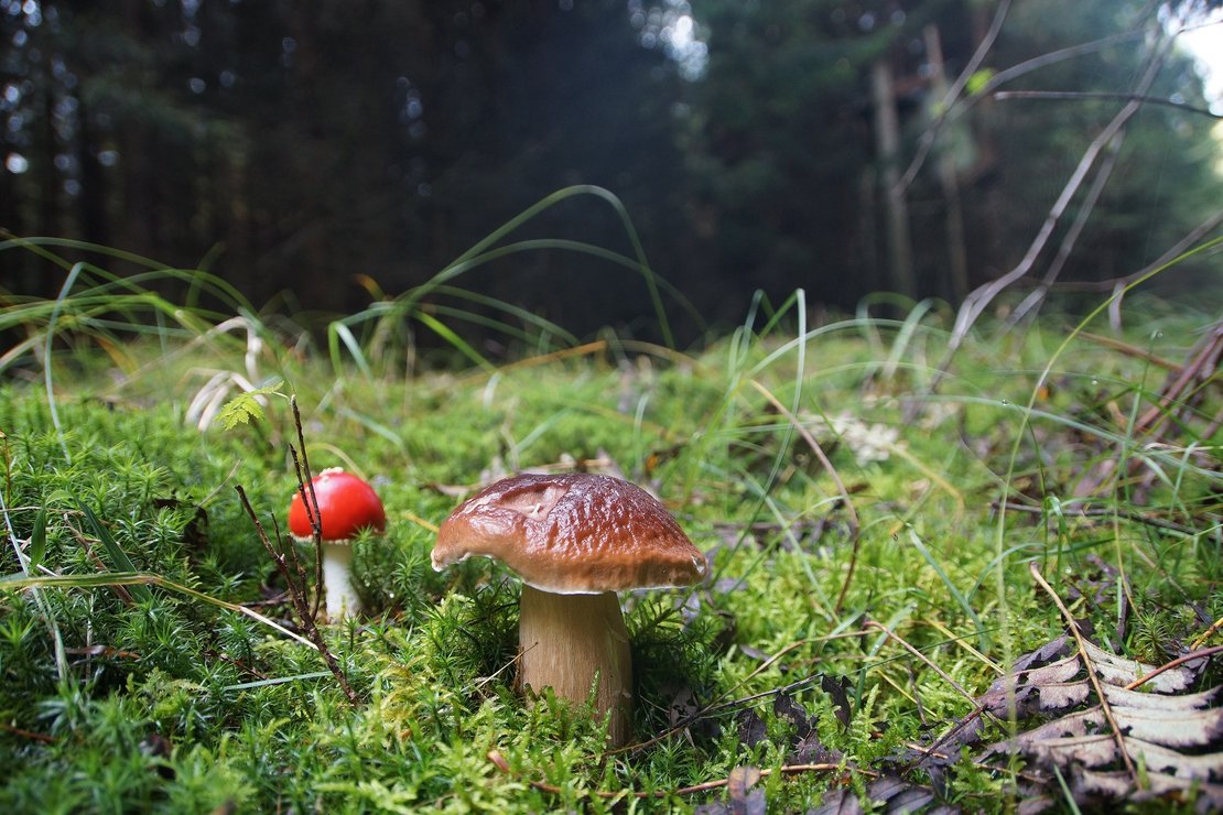 Pilztag im Waldpavillon - Das Reich der Pilze · Bild 1