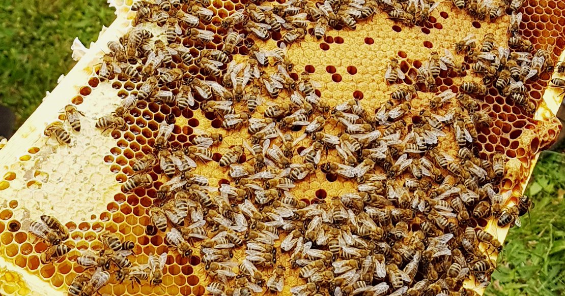 Von Bienenspucke und Läusepippi · Bild 1